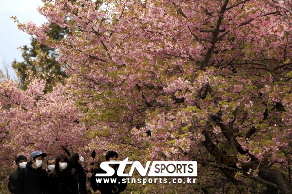2020년 2월 29일 도쿄의 가나가와현 마쓰다에서 열린 벚꽃 축제