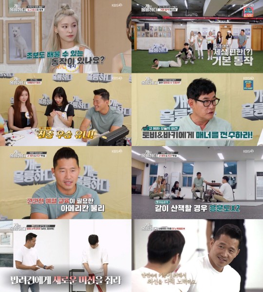 KBS2 '개는 훌륭하다' 방송 화면.