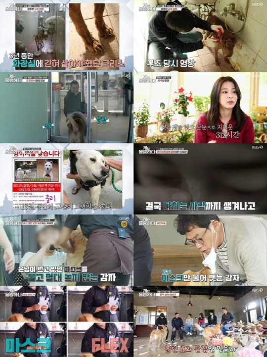 KBS2 '개는 훌륭하다' 방송 화면