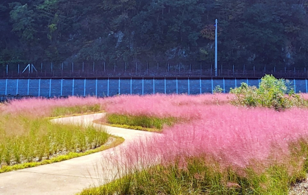 장흥군 탐진강변에 식재한 핑크뮬리가 꽃이삭을 피우며 방문객들의 눈길을 사로잡고 있다. 사진｜장흥군