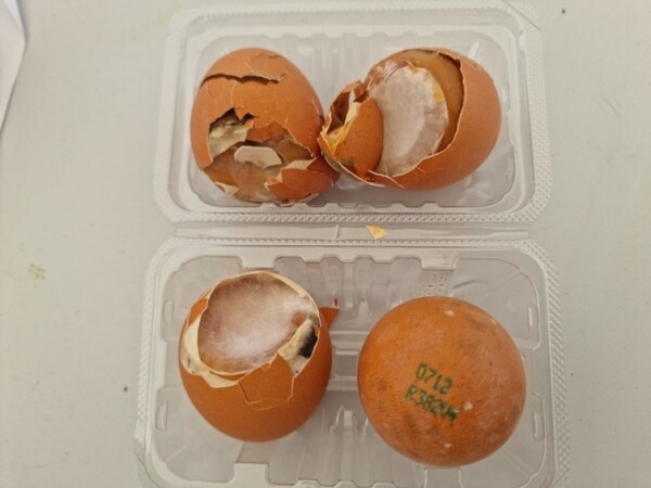 새만금 세계스카우트 잼버리에 공급된 구운 달걀에서 나온 곰팡이. 사진┃제보자 제공