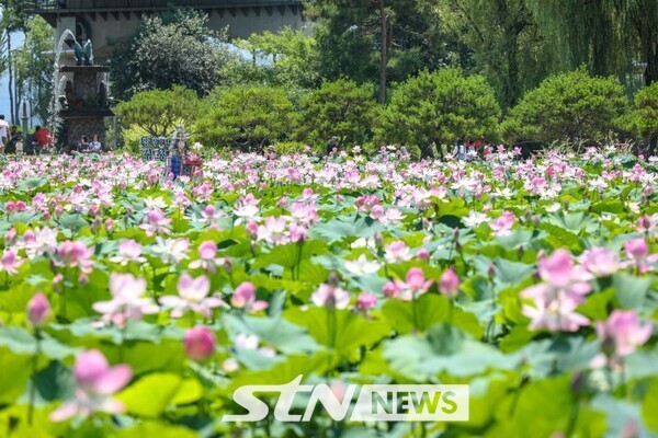 지방정원 세미원 연꽃/사진=양평군