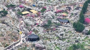 광양매화축제,"꽃보다 사람"하루 13만 명 몰렸다…유료화 이후 최대 인파