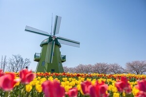 [포토뉴스] '오메! 봄이 와부렀당께~!' 튤립 절정,순천만국가정원 봄 축제